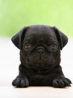 cute_dog.jpg