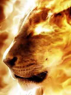 lion.jpg
