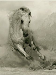 wild_horse.jpg